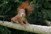 Red squirrel on branch &copy; Andrew Forsyth/RSPCA Photolibrary