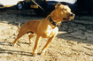 Pit bull terrier © RSPCA/RSPCA Photolibrary Pit bull terrier © RSPCA/RSPCA Photolibrary