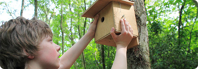 A boy hanging a bird box