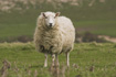 Sheep standing in field &copy; Andrew Forsyth/RSPCA Photolibrary