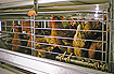 Laying hens in an indoor cage unit &copy; RSPCA/RSPCA Photolibrary
