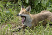 Fox lying down and yawning &copy; Andrew Forsyth/RSPCA Photolibrary