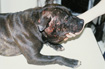 Staffordshire bull terrier with injuries from dog fighting © RSPCA/RSPCA Photolibrary Staffordshire bull terrier with injuries from dog fighting © RSPCA/RSPCA Photolibrary