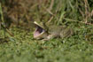 Marsh frog sitting in pond with mouth open &copy; Andrew Forsyth/RSPCA Photolibrary