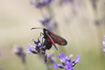 Six-spot Burnett moth feeding on lavender &copy; Becky Murray/RSPCA Photolibrary