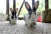 Two pet rabbits in pen &copy; Andrew Forsyth/RSPCA Photolibrary