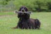 Gordon setter lying down with newspaper in mouth &copy; Andrew Forsyth/RSPCA Photolibrary