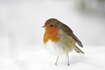 Robin standing in snow &copy; Becky Murray/RSPCA Photolibrary