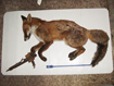 Dead fox with foot caught in trap © RSPCA/RSPCA Photolibrary Dead fox with foot caught in trap © RSPCA/RSPCA Photolibrary