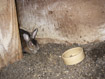 Emaciated rabbit sitting in filthy hutch © RSPCA/RSPCA Photolibrary Emaciated rabbit sitting in filthy hutch © RSPCA/RSPCA Photolibrary