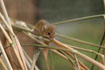 Harvest mouse climbing on a wheat stem &copy; Andrew Forsyth/RSPCA Photolibrary