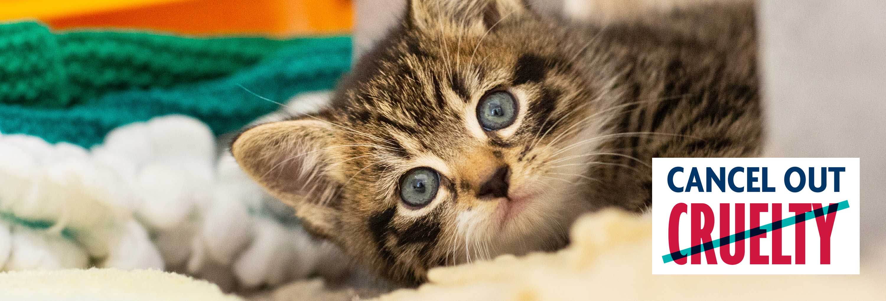 Donate To Charity Online & Support Animals RSPCA