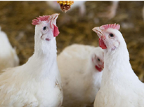 Chickens