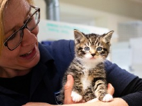 rescued kitten