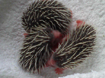 hedgehogs