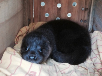 rescued otter