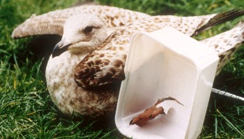11 incidents a day: The devastating consequences of litter on animals -  RSPCA
