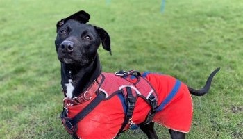 black dog wearing a red coat outdoors © RSPCA