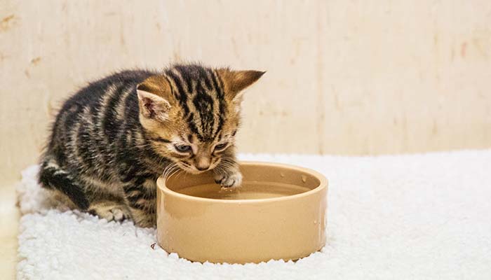 Cat with water bowl © RSPCA