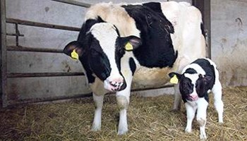 Dairy Cow Farming - Housing and Lifecycle | RSPCA