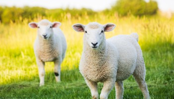 Keeping Farm Animals As Pets | RSPCA
