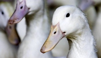 close-up of white farm duck © RSPCA