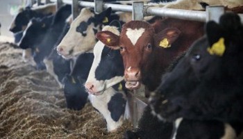 dairy cows feeding from a trough in a barn © Philip Toscano/RSPCA