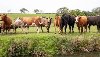beef cattle standing in a field © Emma Jacobs/RSPCA