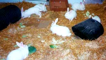 group of farmed rabbits with space to move  © Shirley Seaman/RSPCA