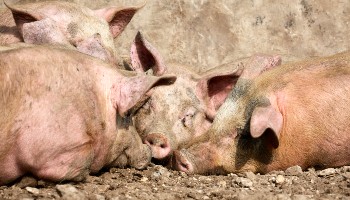 Animal Welfare at Slaughter - Key Issues | RSPC Animal Welfare at Slaughter - Key Issues | RSPC