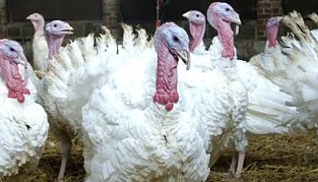 White turkeys indoor © RSPCA Assured
