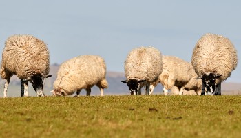 sheep in a field in sussex © RSPCA