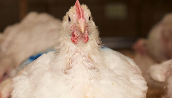 white broiler chicken sitting on hay © RSPCA