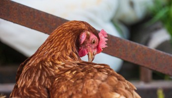 close-up of free range hen © RSPCA