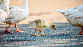 domestic white geese and gosling walking across pub car park © RSPCA