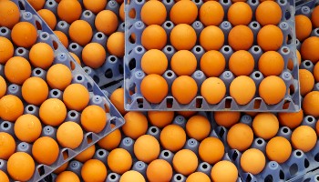 trays of eggs ready for packing © RSPCA