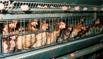 Battery hens in an indoor cage unit © RSPCA