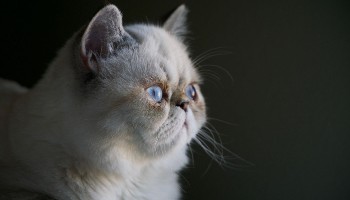 Flat-faced Pets | Common Health Issues | RSPCA Flat-faced Pets | Common Health Issues | RSPCA