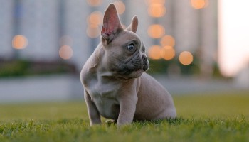 Close-up of french bulldog standing outside © Karsten Winegeart | Unsplash