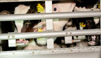 calves in truck for transport © RSPCA