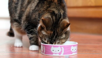 Tortoiseshell Cat eating from bowl in kitchen