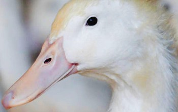 The difference between wild and farm raised duck