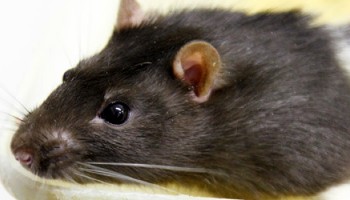 close-up of rat © RSPCA