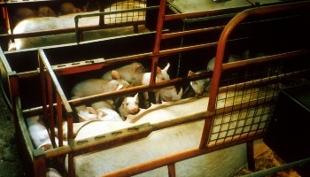 a sow feeding piglets in a farrowing crate
