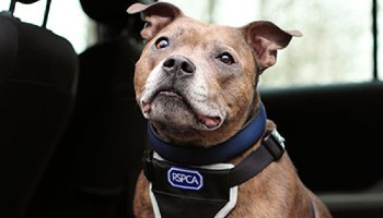 staffordshire bull terrier in a car © RSPCA