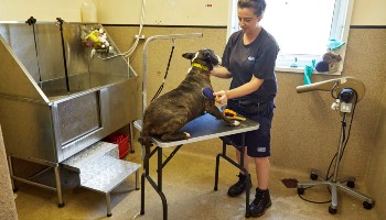 animal care assistant brushing an english bull terrier on a grooming table