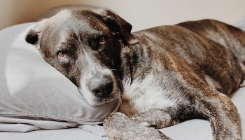Everything You Need to Know to Care For Your Senior Dog · The Wildest