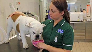 rspca animal care assistant stroking dog on examination table © RSPCA