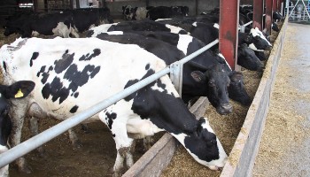 Dairy Cow Farming - Housing and Lifecycle | RSPCA