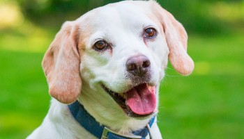 close-up golden labrador © RSPCA